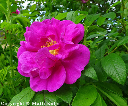 Rosa Rugosa-Ryhm 'Heinrich Ilmari', tarhakurtturuusu